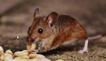 Find Exterminators in Curry County